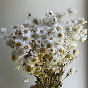 Dried Rodanthe Flower Bundle